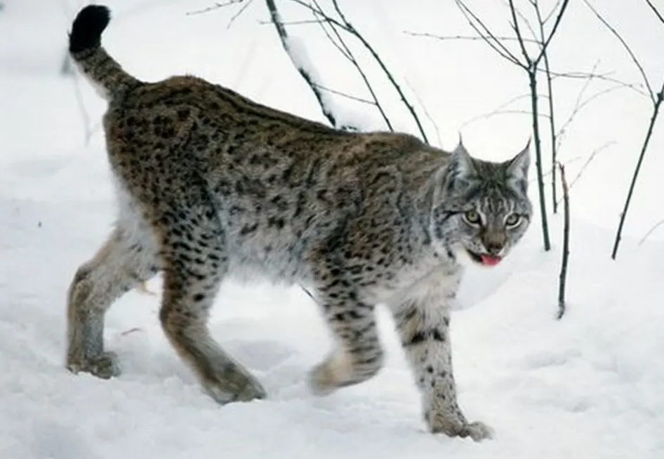Ilves - Lynx lynx